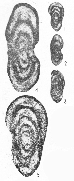 Pamirina (Nanpanella) laxa Huang in Huang & Zeng, 1984