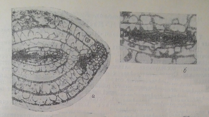 Orientoschwagerina abichi Miklukho-Maklay, 1955