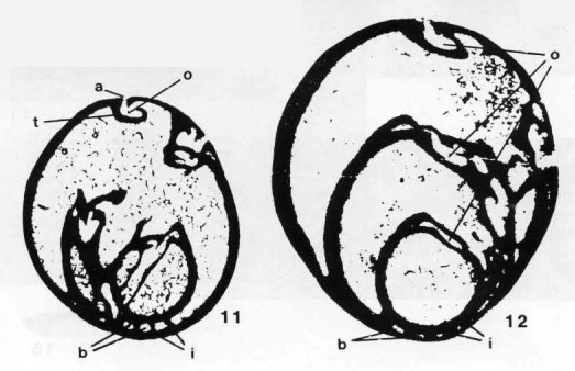 Paraglobivalvulina septulifera Zaninetti & Altiner, 1981 Paraglobivalvulina septulifera Zaninetti & Altiner, 1981