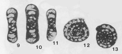 Endothyra banffensis Mckay & Green, 1963 Endothyra banffensis Mckay & Green, 1963
