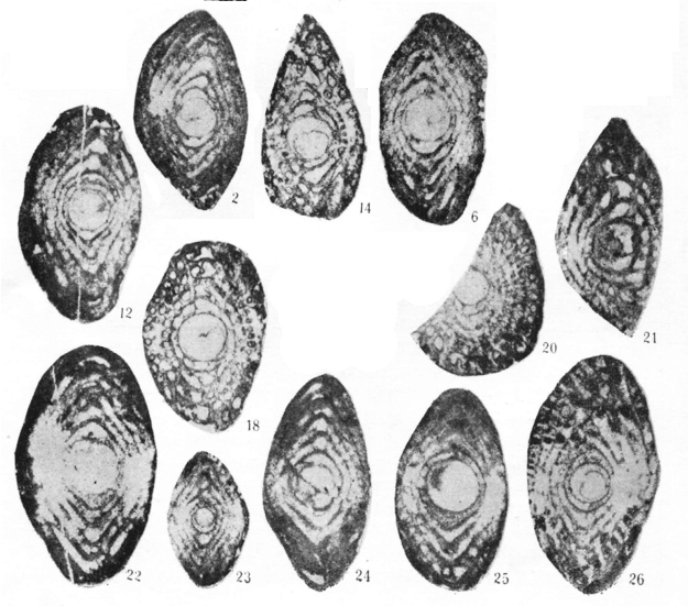 Sazhiella liuzhiensis Dong, 1984 Sazhiella liuzhiensis Dong, 1984