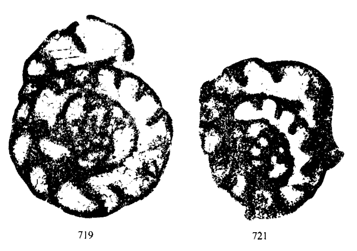 Plectogyra rotayi var. stricta Conil & Lys, 1964