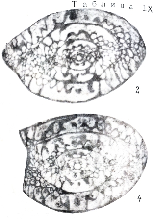 Paradunbarula (Shindella) shindensis Chediya in Kotlyar, 1984 Paradunbarula (Shindella) shindensis Chediya in Kotlyar, 1984