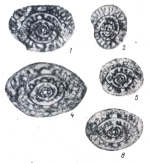 Pseudodunbarula arpaensis Chediya in Kotlyar et al., 1984