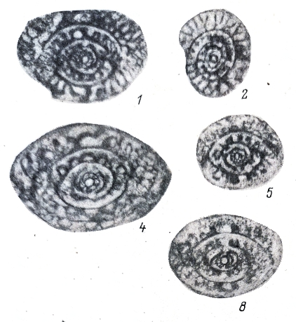 Pseudodunbarula arpaensis Chediya in Kotlyar et al., 1984 Pseudodunbarula arpaensis Chediya in Kotlyar et al., 1984