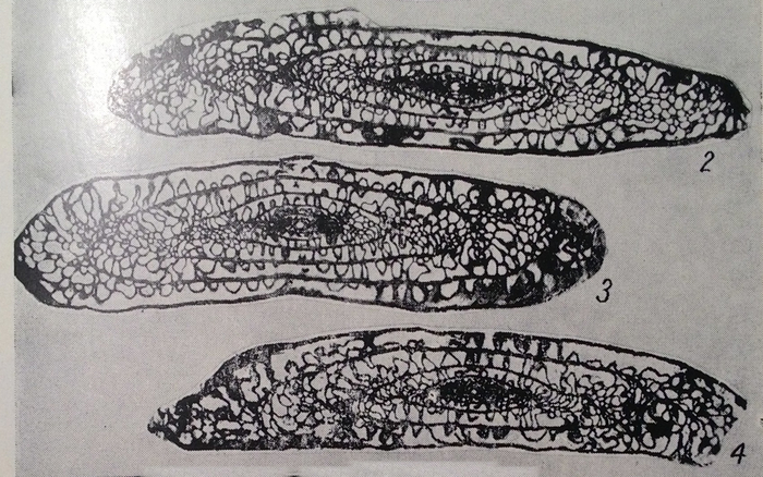 Rugosofusulina implexa Bensh, 1972