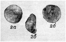 Pseudolamarckina orbiculata Startseva, 1972