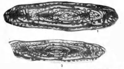 Schwagerina pailensis var. ferganensis Dutkevich, 1939