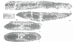 Koksarella koksarensis Da in Da & Sun, 1983