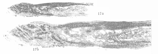Eotriticites gigantea Da in Da & Sun, 1983 Eotriticites gigantea Da in Da & Sun, 1983
