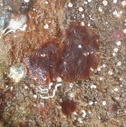 Schizobrachiella sanguinea, Fig.2