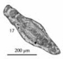 Aulacophloia martiniae Gaillot & Vachard, 2007 Aulacophloia martiniae Gaillot & Vachard, 2007