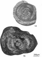 Crassiglomella guangxiensis (Lin, 1978) Crassiglomella guangxiensis (Lin, 1978)