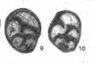 Labioglobivalvulina baudi Gaillot & Vachard, 2007 Labioglobivalvulina baudi Gaillot & Vachard, 2007
