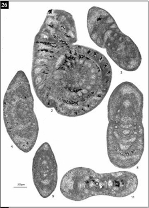 Neomillerella mirabilis Gaillot & Vachard, 2007 Neomillerella mirabilis Gaillot & Vachard, 2007
