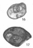 Retroseptellina decrouezae (Köylüoglu & Altiner, 1989)