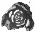 Septigordius turgidus (Sosnina, 1983) Septigordius turgidus (Sosnina, 1983)
