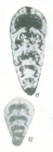 Pseudolangella pulchra Pronina in Kotlyar et al., 1989