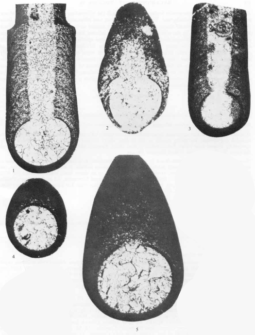 Gigasbia gigas Strank, 1983