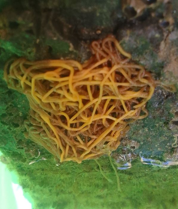Aplysia fasciata, Fig.2 Aplysia fasciata, Fig.2