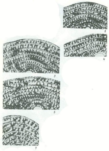 Neosumatrina bratensis Chediya in Kotlyar et al., 1989 Neosumatrina bratensis Chediya in Kotlyar et al., 1989
