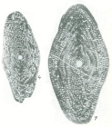 Neosumatrina bratensis Chediya in Kotlyar et al., 1989