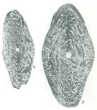 Neosumatrina bratensis Chediya in Kotlyar et al., 1989 Neosumatrina bratensis Chediya in Kotlyar et al., 1989