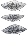Boultonia avushensis Chediya in Kotlyar et al., 1984