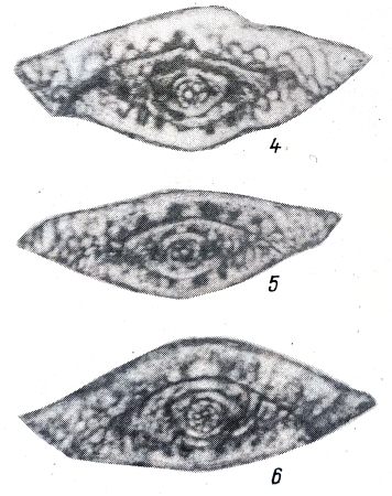 Boultonia avushensis Chediya in Kotlyar et al., 1984 Boultonia avushensis Chediya in Kotlyar et al., 1984