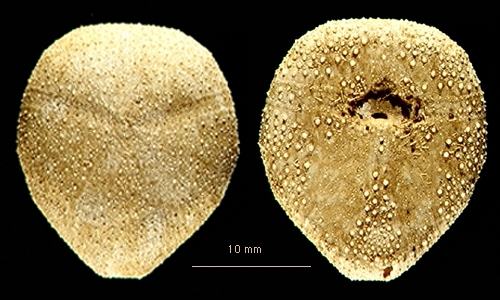 Amphipneustes marsupialis Amphipneustes marsupialis