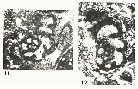 Endothyranella kocaeliensis Dager, 1978 Endothyranella kocaeliensis Dager, 1978