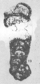 Palaeospiroplectammina godini Conil, 1980