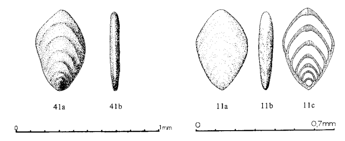 Ichthyolaria latilimbata Sellier de Civrieux & Dessauvagie, 1965