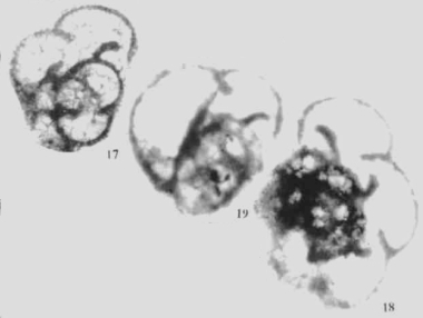 Palaeospinoendothyra spinosa Wu in Wu & Liao, 2001