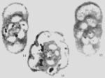 Pseudoinflatoendothyra ovalis Wu in Wu & Liao, 2001