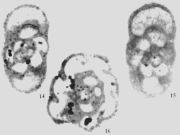 Pseudoinflatoendothyra ovalis Wu in Wu & Liao, 2001