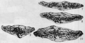 Siliculites euchomaticus Fang, 1988