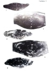 Neofusiella asymmetrica Ektova, 1989