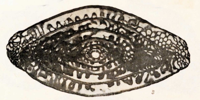 Schellwienia anderssoni (Schellwien, 1908) Schellwienia anderssoni (Schellwien, 1908)