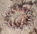 Anthopleura biscayensis, Fig.2