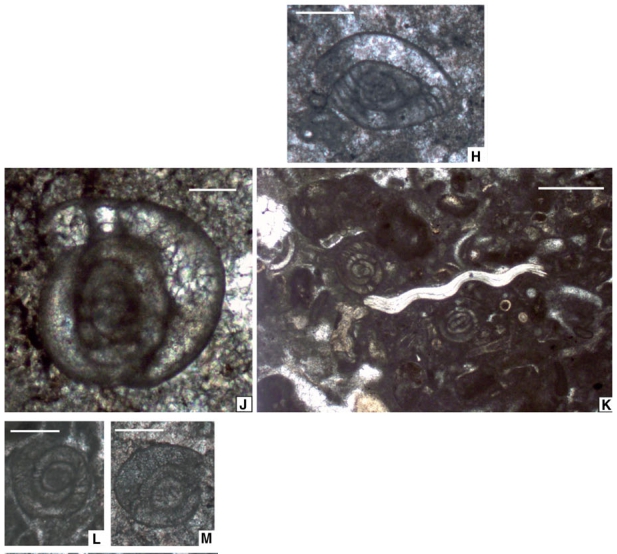 Praedunbarula simplicissima Vachard in Kolodka et al., 2012 Praedunbarula simplicissima Vachard in Kolodka et al., 2012