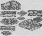 Linxinella minima Zhuang, 1989