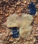 Terpios gelatinosus, Fig.3