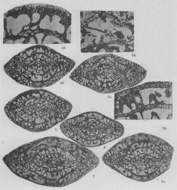 Taiyuanella subsphaerica Zhuang, 1989