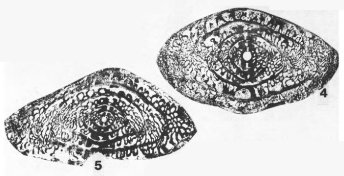 Reticulosepta pholeophobia Magginetti, Stevens & Stone, 1988 Reticulosepta pholeophobia Magginetti, Stevens & Stone, 1988