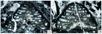 Abadehellopsis pauciseptata Vachard in Krainer, Vachard & Schaffhauser, 2019