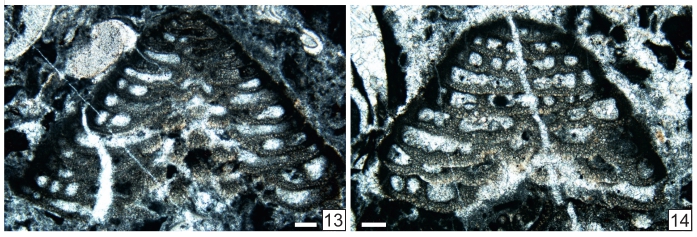 Abadehellopsis pauciseptata Vachard in Krainer, Vachard & Schaffhauser, 2019 Abadehellopsis pauciseptata Vachard in Krainer, Vachard & Schaffhauser, 2019