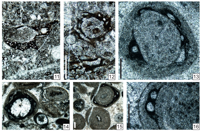 Paraellesmerella ocellata Vachard in Krainer, Vachard & Schaffhauser, 2019 Paraellesmerella ocellata Vachard in Krainer, Vachard & Schaffhauser, 2019
