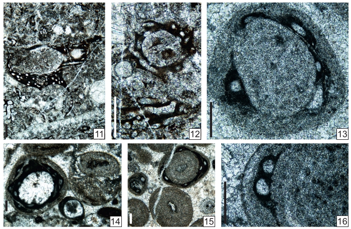 Paraellesmerella ocellata Vachard in Krainer, Vachard & Schaffhauser, 2019