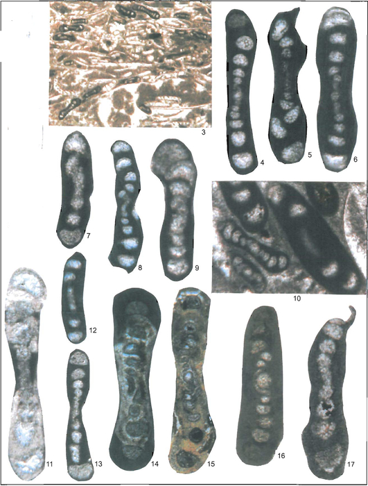 Glomospirella linae Vachard & Gaillot, 2005